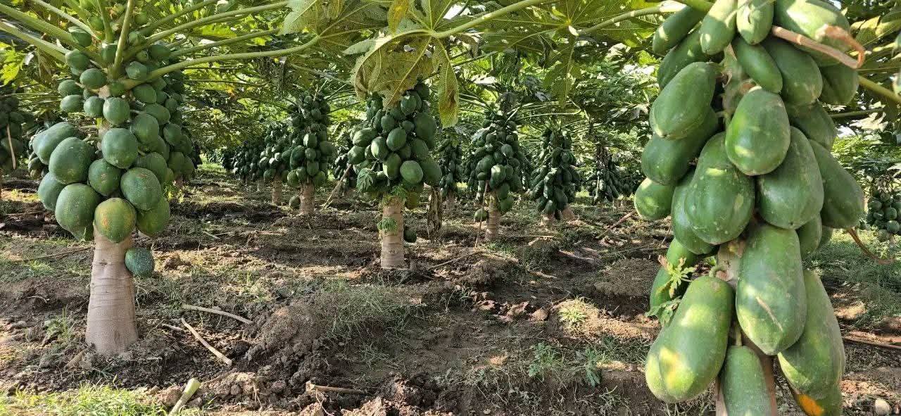 የብልፅግና ከፍተኛ አመራሮች በኦሮሚያ ክልል የተለያዩ የልማት ሥራዎችን ጎበኙ